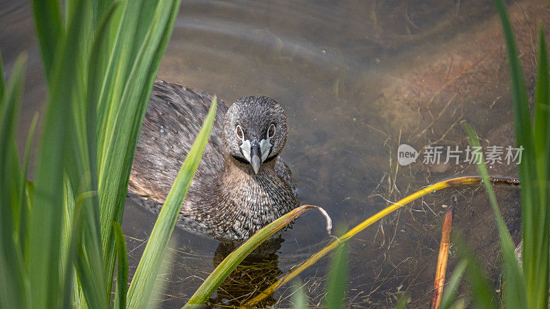 各种各样的喙grebe, pid -billed grebe, American dabchick。